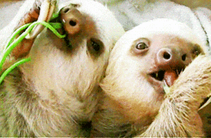 Sloth Eating GIF - Find & Share on GIPHY