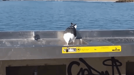 Seagull Eating Whole Squid in animals gifs