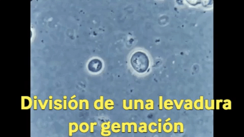 Animated GIF - Find & Share on GIPHY