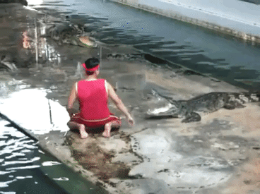 Accident in croc show in funny gifs