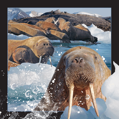 Walrus GIF - Find & Share on GIPHY