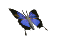 Butterfly gif