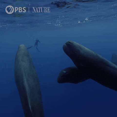 Sperm Whale