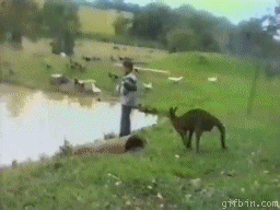 fun wtf kangaru