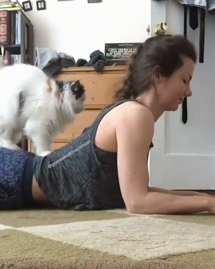 Cat Tap GIF - Find & Share on GIPHY