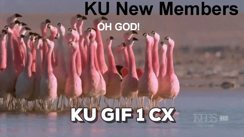 [OFFICIAL KU MEMES[ TOPIC Giphy