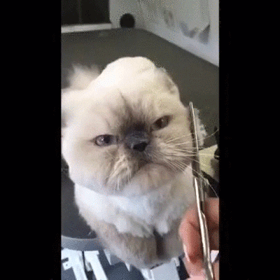 So Cute GIF - Find & Share on GIPHY