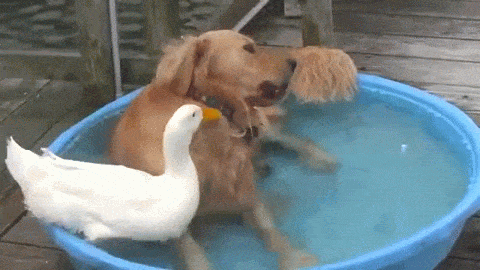 Duck GIFs - Find & Share on GIPHY