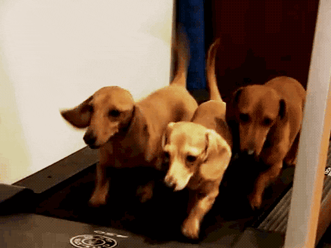 Three Dachshund Wiener Dogs on an exercise running machine 