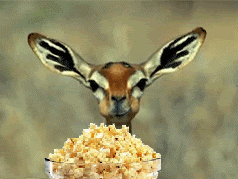 Stag Eating Popcorn