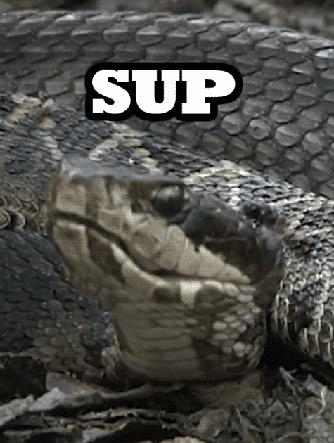 Snake Sup GIF - Find & Share on GIPHY