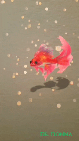 Turn Around Swimming GIF by Dr. Donna Thomas Rodgers