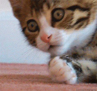 Cute Cat GIFs - Get the best GIF on GIPHY