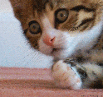 astonished cat from giphy