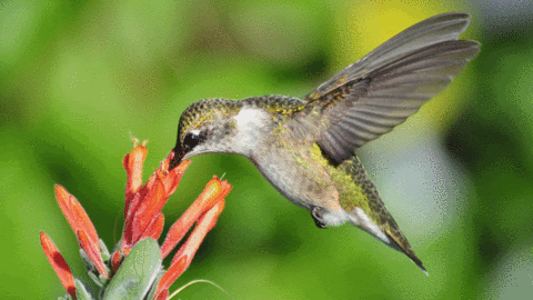 Hummingbird GIF - Find & Share on GIPHY