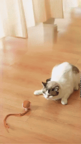 GIF del juguete láser en uso