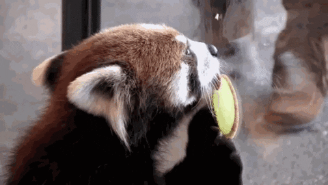 Loop Panda GIF - Find & Share on GIPHY