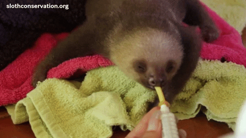 baby sloth feeding eating milk