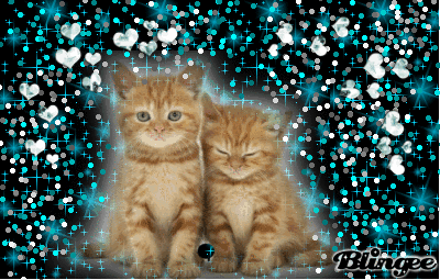 Kitties GIF - Find & Share on GIPHY