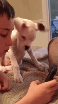 Boxer Puppy Tries to Understand Cellphone
