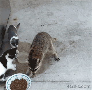 Racoon stealing food from cats