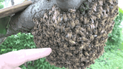 bees swarm swarm of honey bees