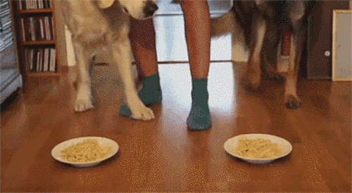 German Shepherd eating with his friend