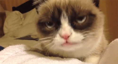 Internet Cat Video Festival grumpy cat