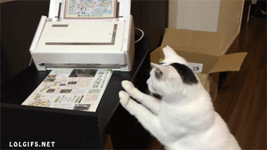 Cat Fax GIF - Find & Share on GIPHY