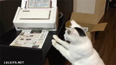 Cat fax machine GIF