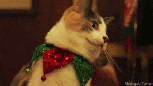Cat Christmas GIFs Find & Share on GIPHY