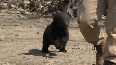 Bear Chase GIF - Find & Share on GIPHY