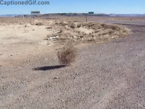 Tumbleweed GIF - Find & Share on GIPHY