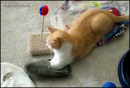 https://media.giphy.com/media/O4IHifENhXn8s/giphy.gif