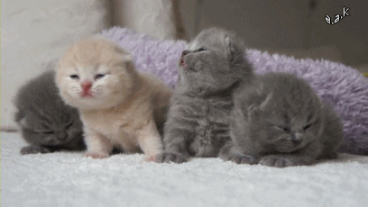 Resultado de imagen para gif de British Shorthair: