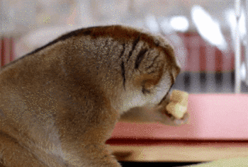 Slow Loris Eating GIF - Find & Share on GIPHY
