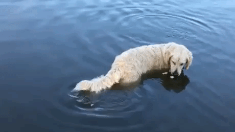 Dog catching fish with bread in animals gifs