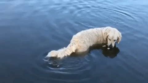 Dog catching fish with bread