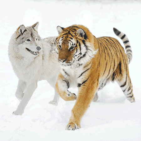 wolf gif find amp share on giphy wolf gif find amp share on giphy