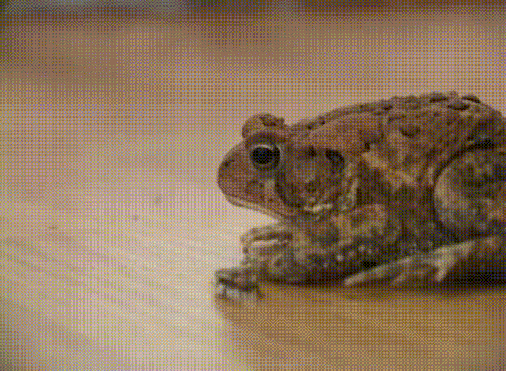 Firefly Toad GIF Find & Share on GIPHY