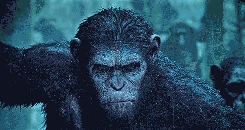 Slikovni rezultat za war of apes meme gif
