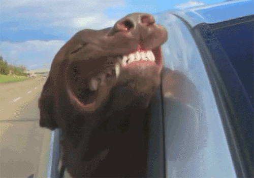 Dog on road trip with wind in face GIF