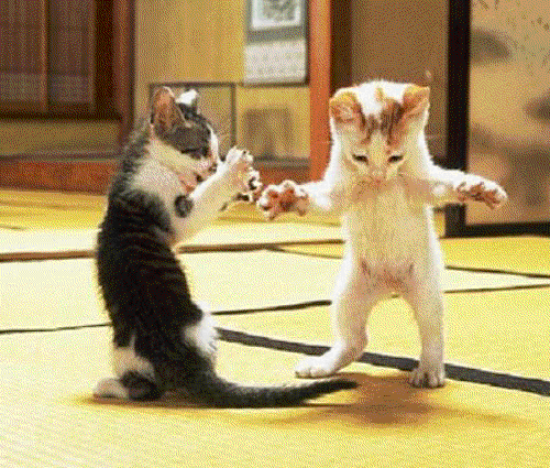 Gif of kittens dancing on their hind legs.