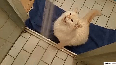 Cat Shower GIF - Find & Share on GIPHY