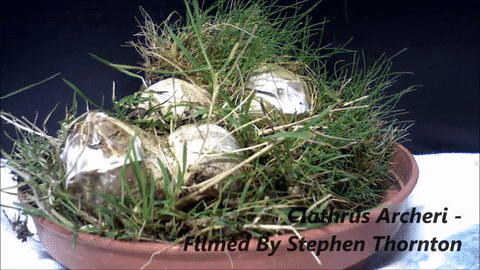 Пальцы дьявола, Антурус Арчера,Clathrus archeri, как растет Антурус Арчера,как растет гриб Пальцы дьявола