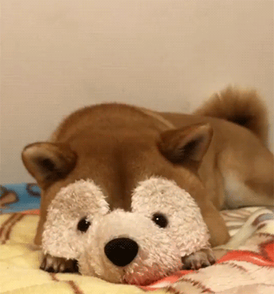 Cute Shiba Inu GIF - Find & Share on GIPHY