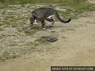 Snake GIF - Find & Share on GIPHY