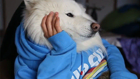 Doggy Debate best Gif