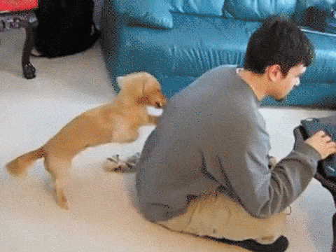 perrito rascando la espalda de su dueño