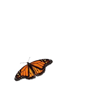 Images Butterfly GIF - Find & Share on GIPHY